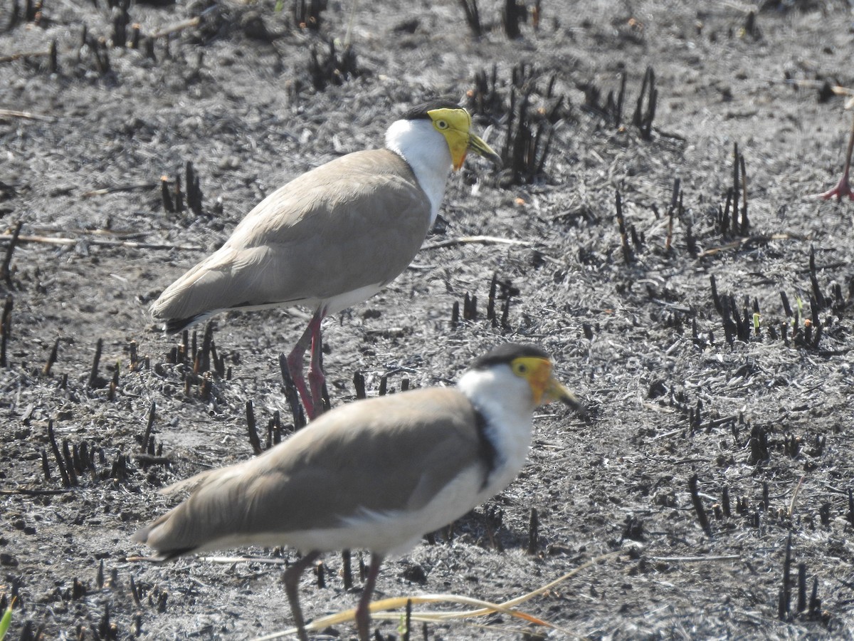 Masked Lapwing (Masked) - David Eddington