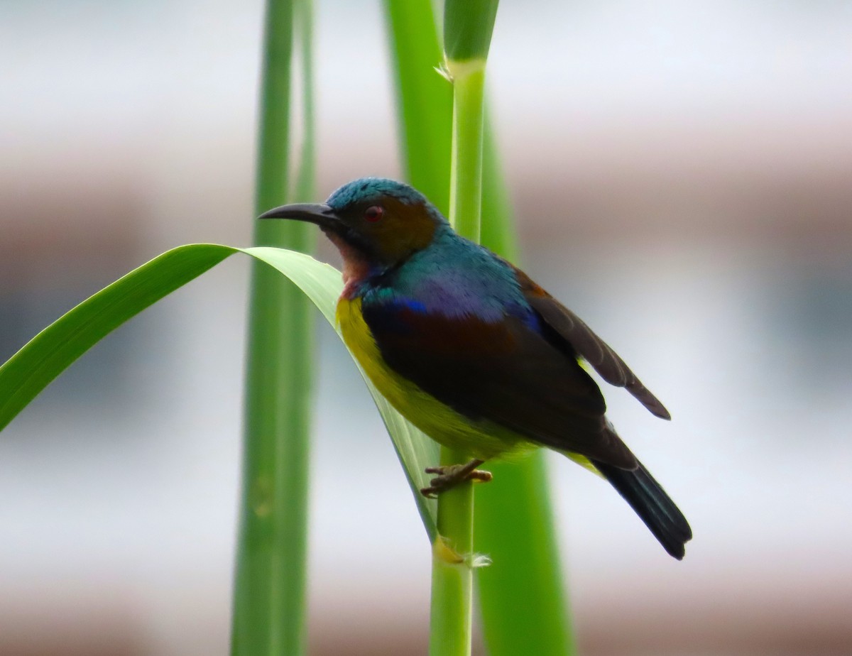 Brown-throated Sunbird - ML609126852