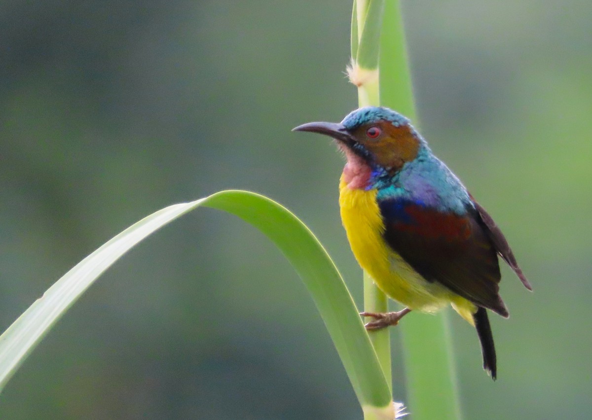 Brown-throated Sunbird - ML609126853