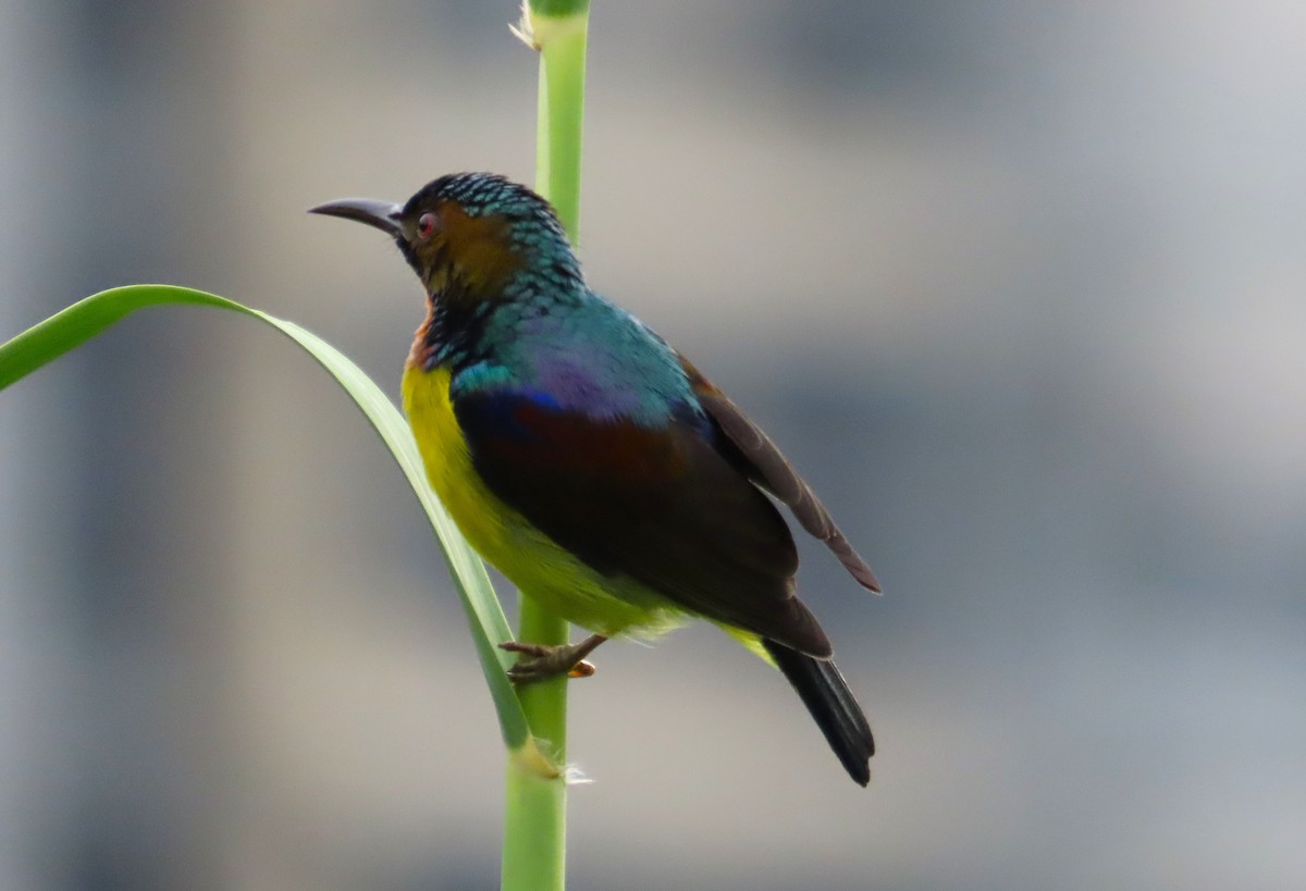 Brown-throated Sunbird - ML609126854