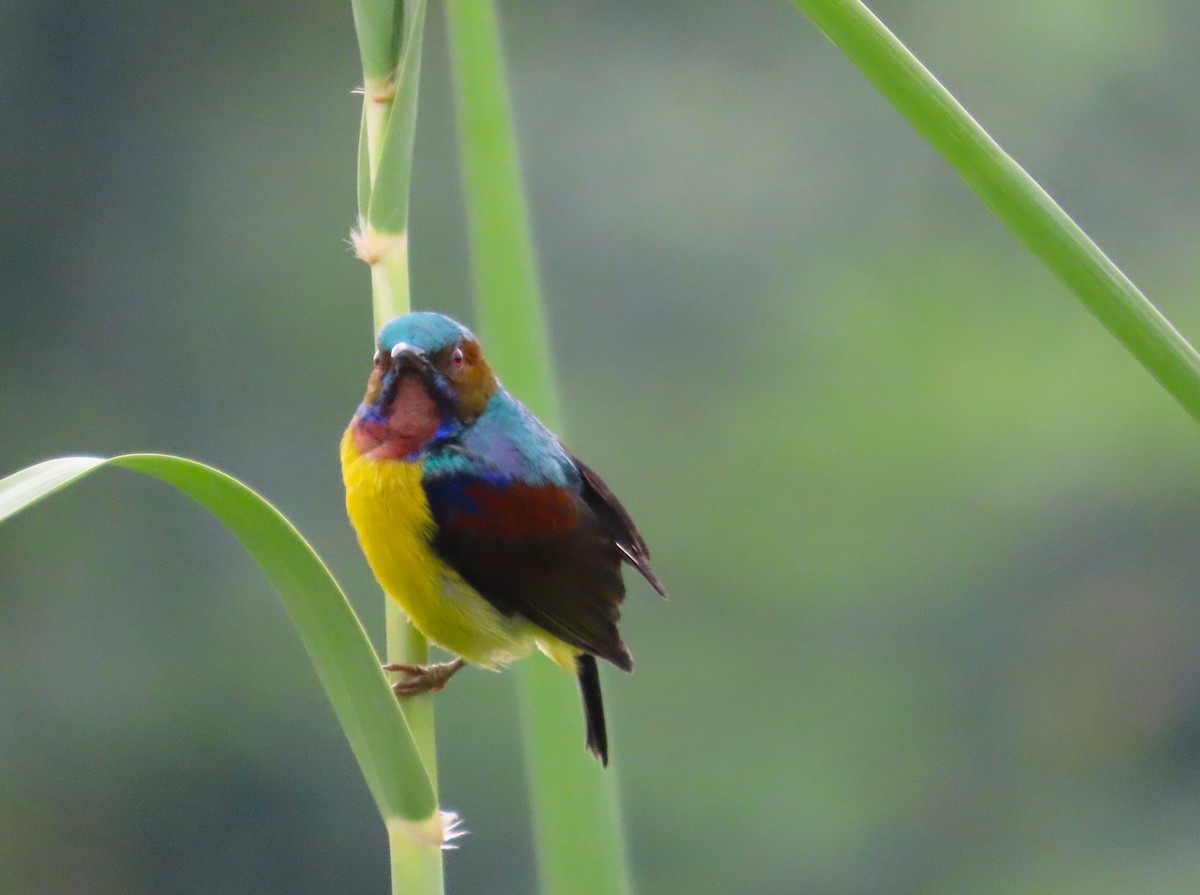 Brown-throated Sunbird - ML609126855