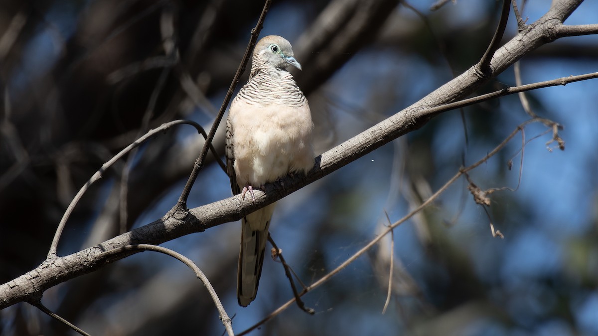 Peaceful Dove - ML609126994