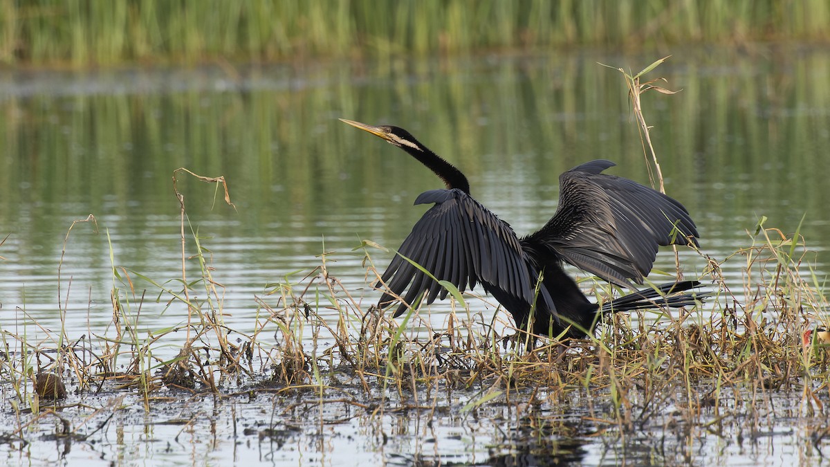 Anhinga d'Australie - ML609127031