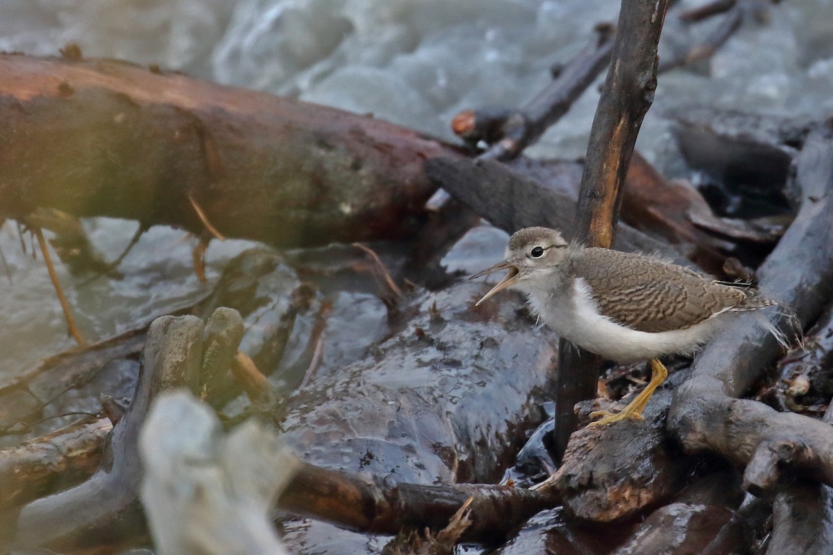 Spotted Sandpiper - Zbigniew Swiacki