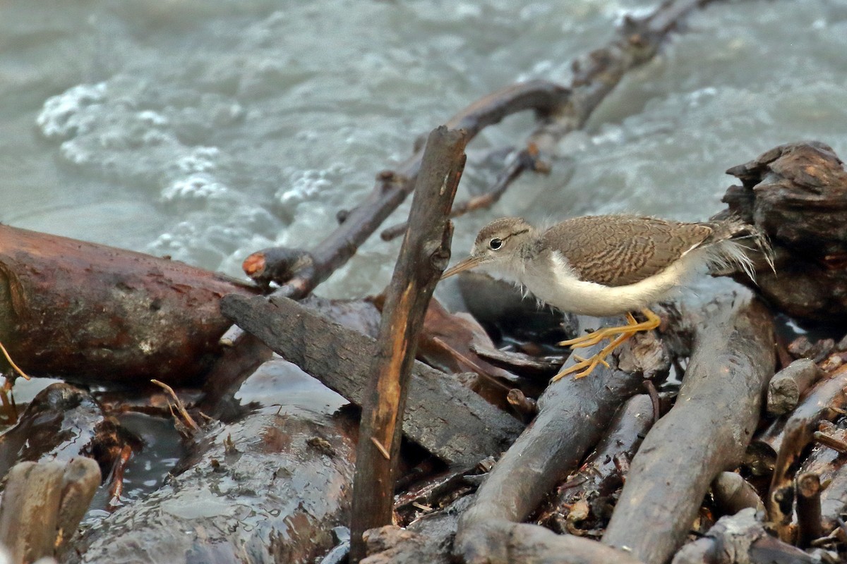 Spotted Sandpiper - Zbigniew Swiacki