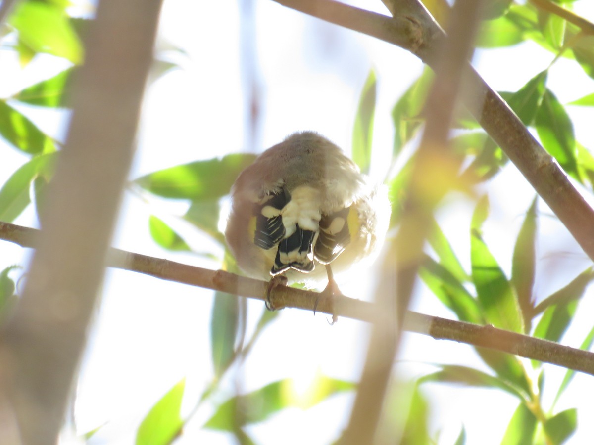 European Goldfinch (Eastern) - ML609127341