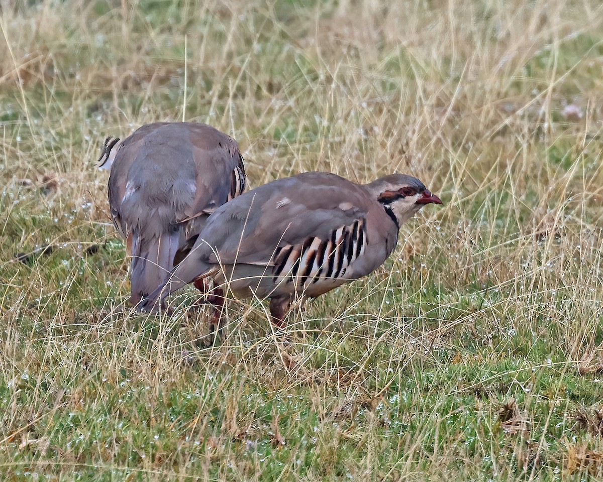 Chukar - ML609127427