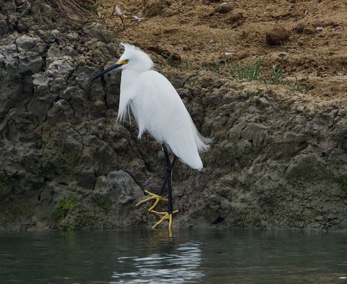 Snowy Egret - ML609127435