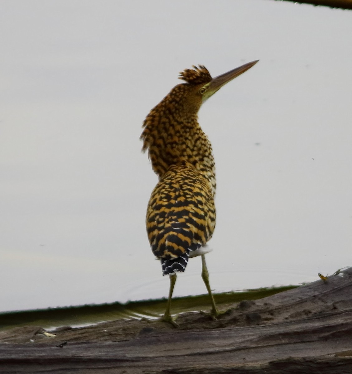 Rufescent Tiger-Heron - Andrew Collins