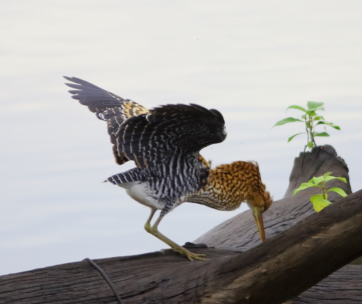 Rufescent Tiger-Heron - Andrew Collins