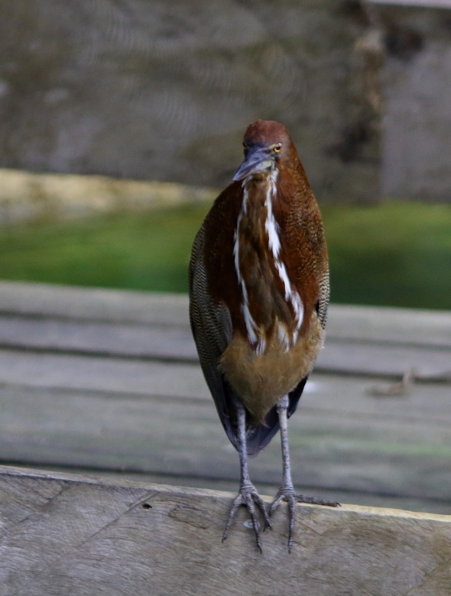 Rufescent Tiger-Heron - Andrew Collins