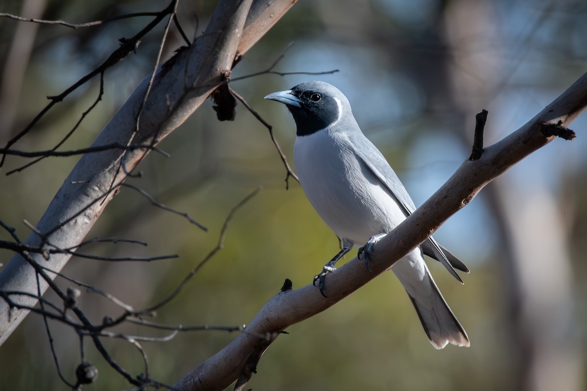 Masked Woodswallow - ML609127518