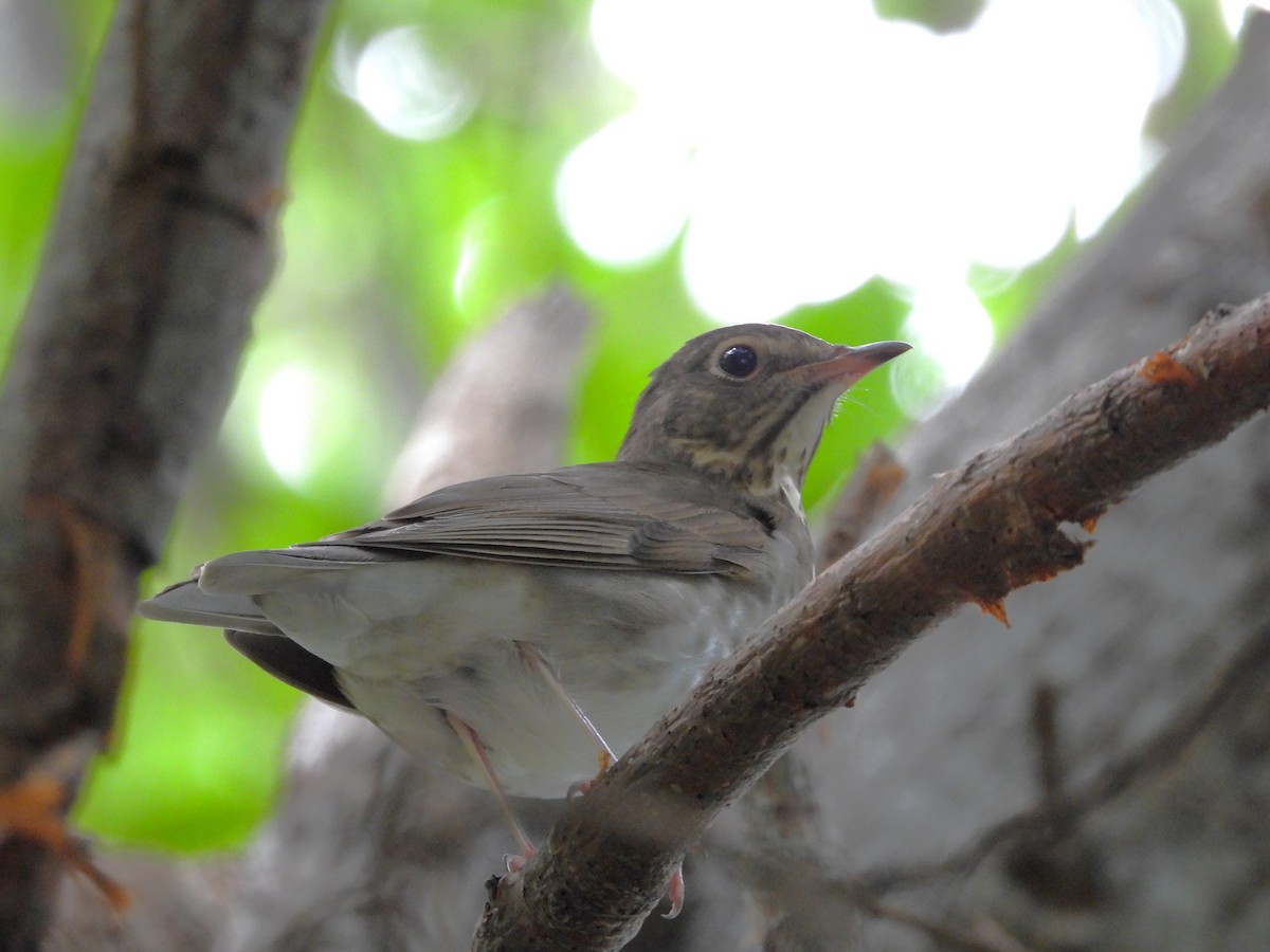 Swainson's Thrush - ML609127640