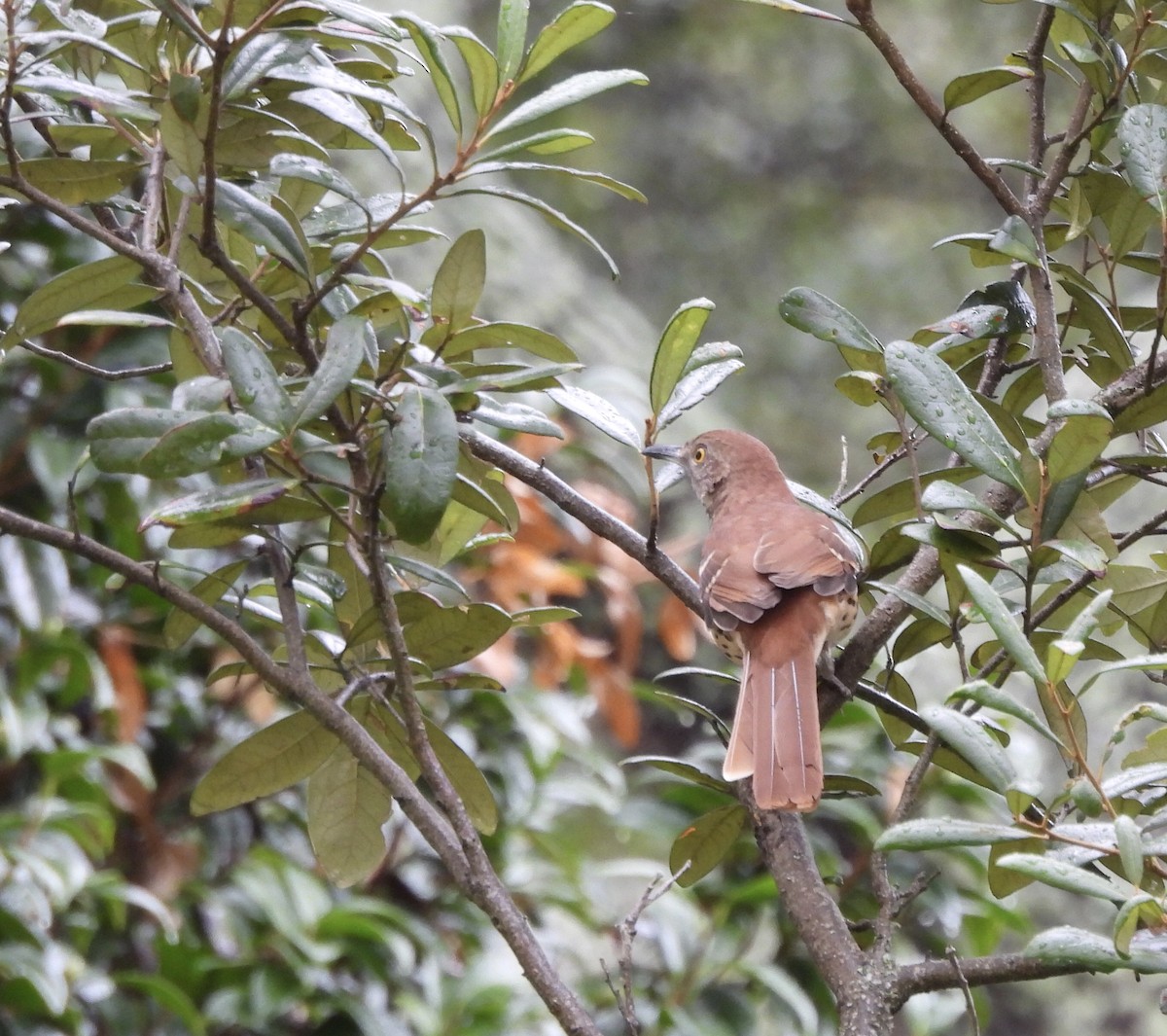 Brown Thrasher - ML609127732