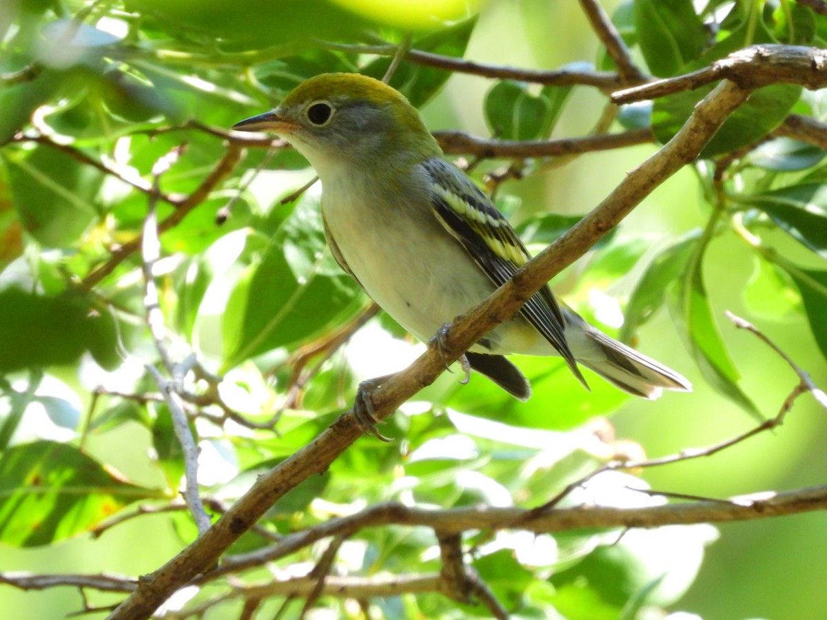 Chestnut-sided Warbler - ML609127750