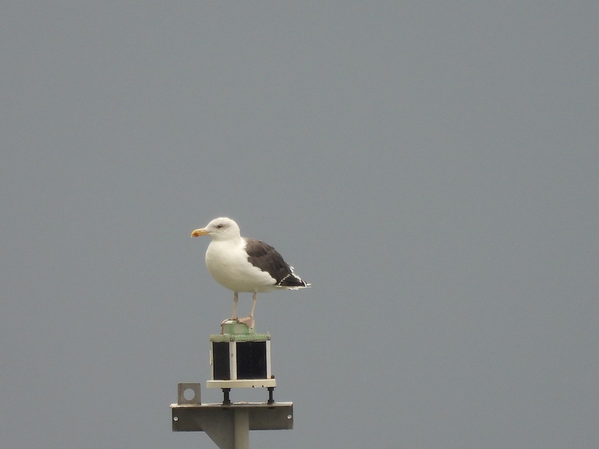 Mugnaiaccio - ML609127753