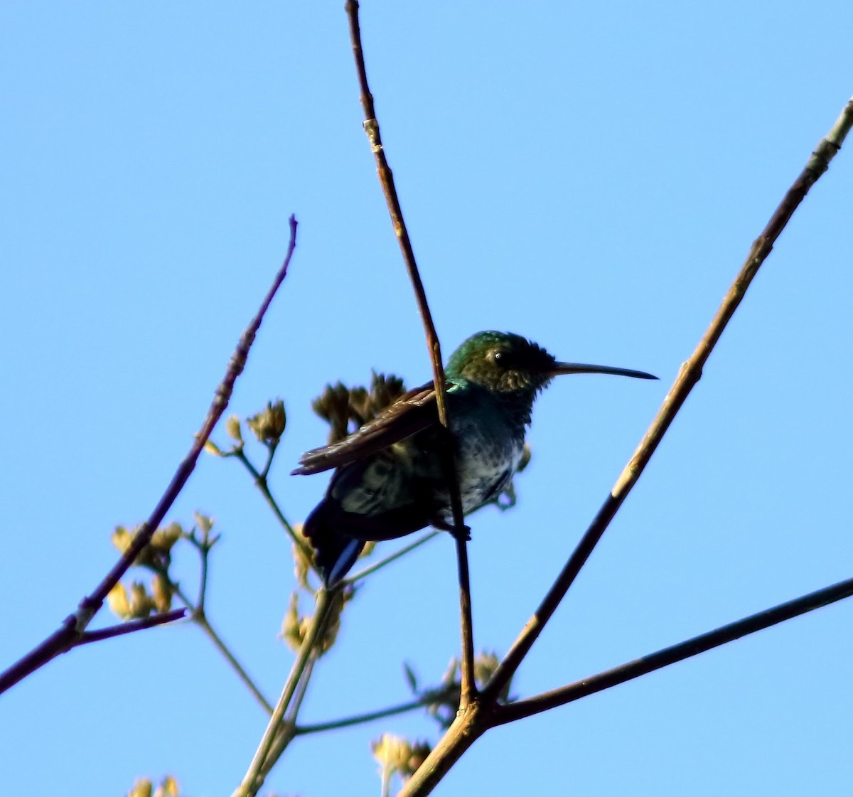 Glittering-throated Emerald - Andrew Collins