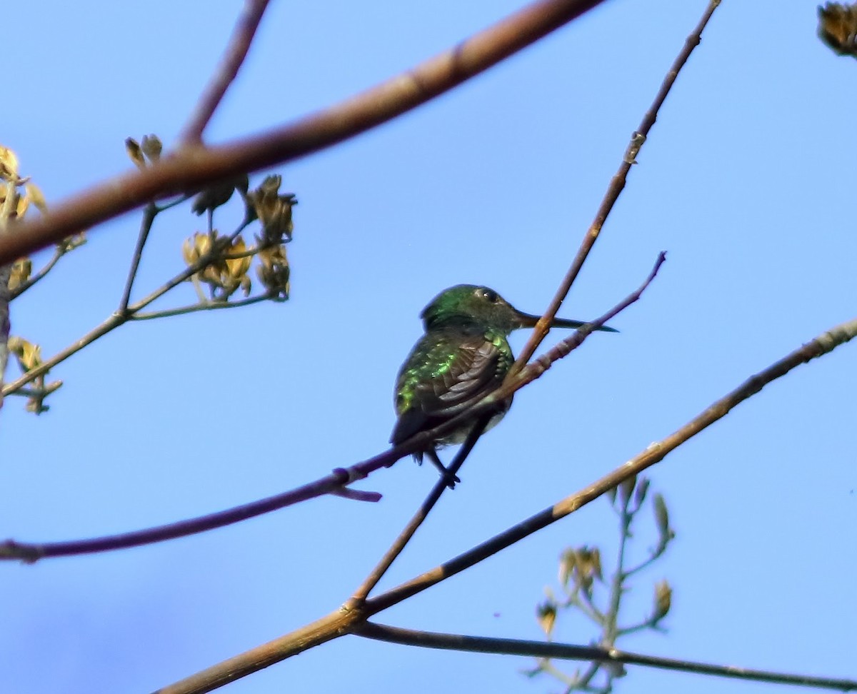 Glittering-throated Emerald - Andrew Collins