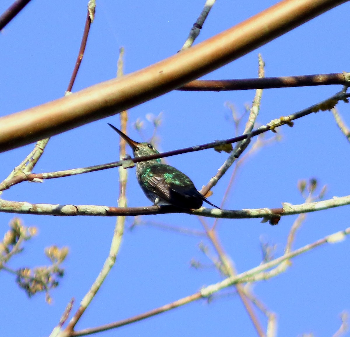 Glittering-throated Emerald - Andrew Collins