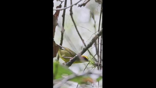 Golden-browed Warbler - ML609127852