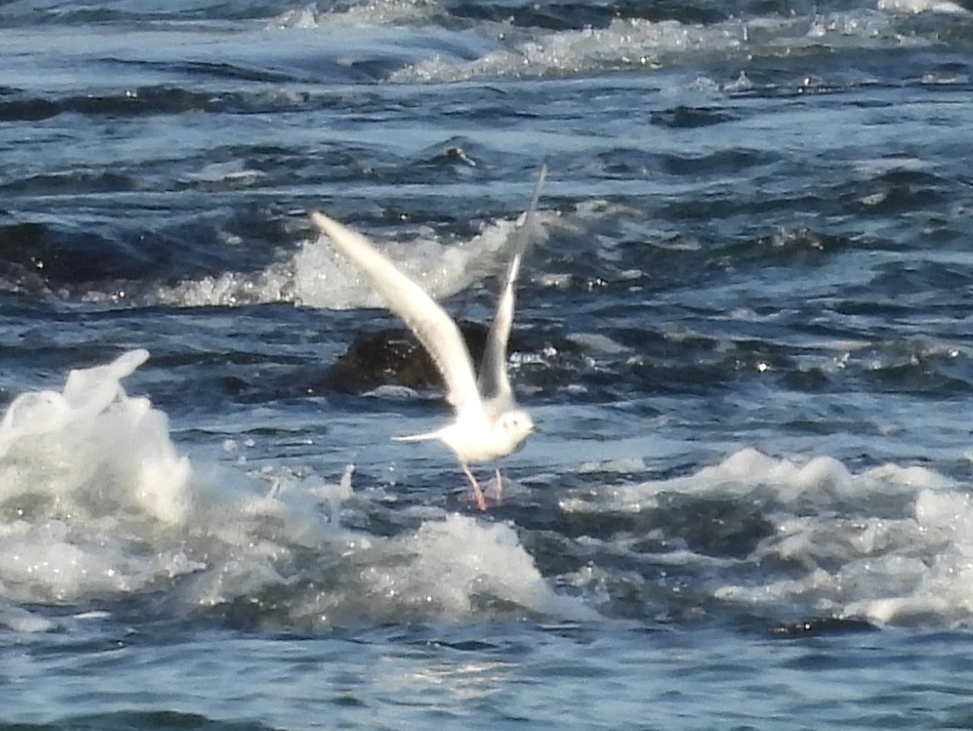 Bonaparte's Gull - Paolo Matteucci