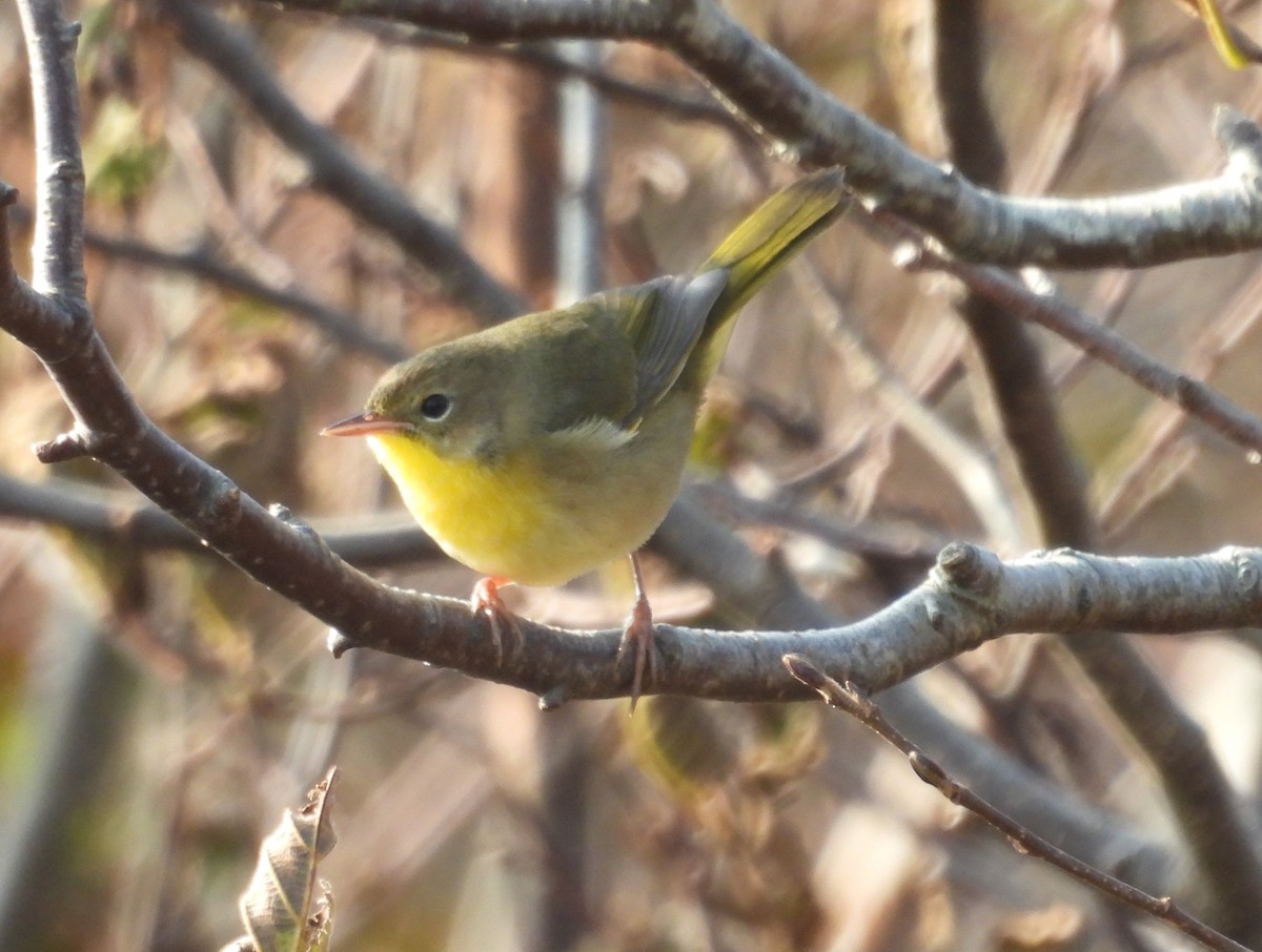 Common Yellowthroat - ML609128014