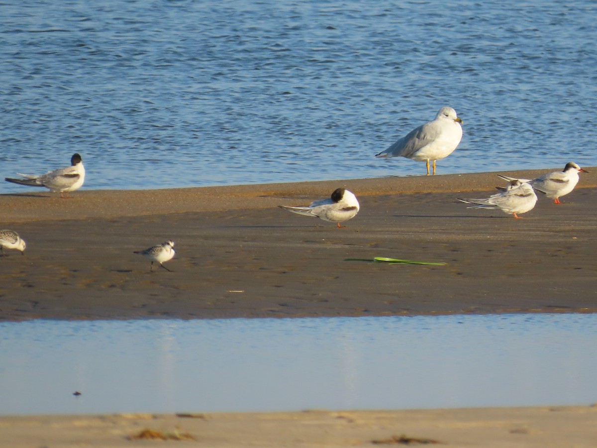 Common Tern - ML609128133