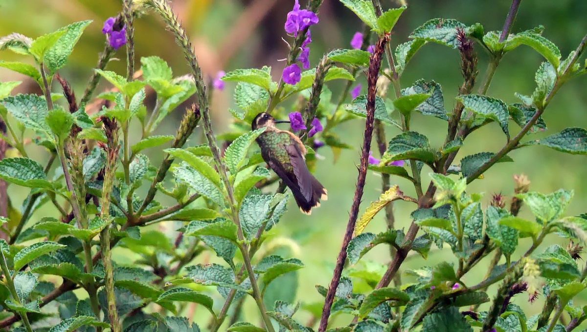 Speckled Hummingbird (melanogenys Group) - ML609128145