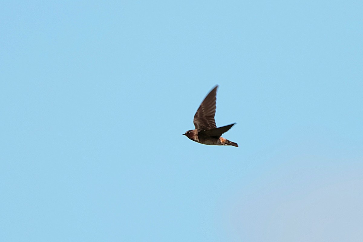 Cliff Swallow - Seán Holland