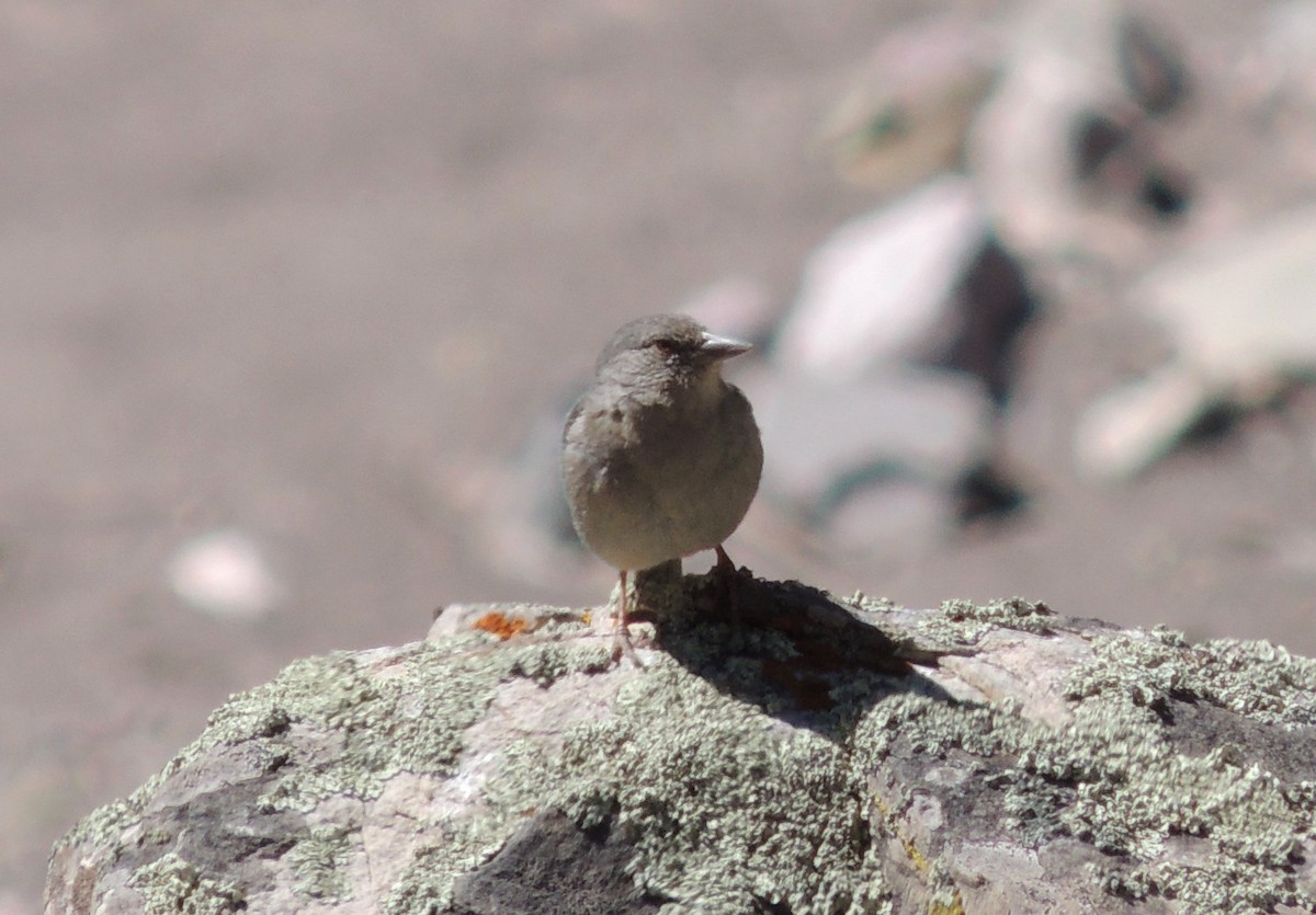 Boulder Finch - ML609128168