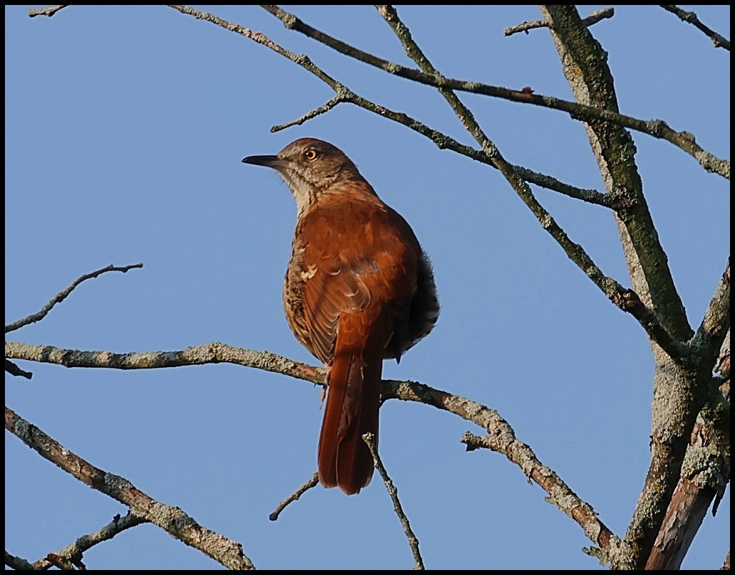 Brown Thrasher - ML609128174