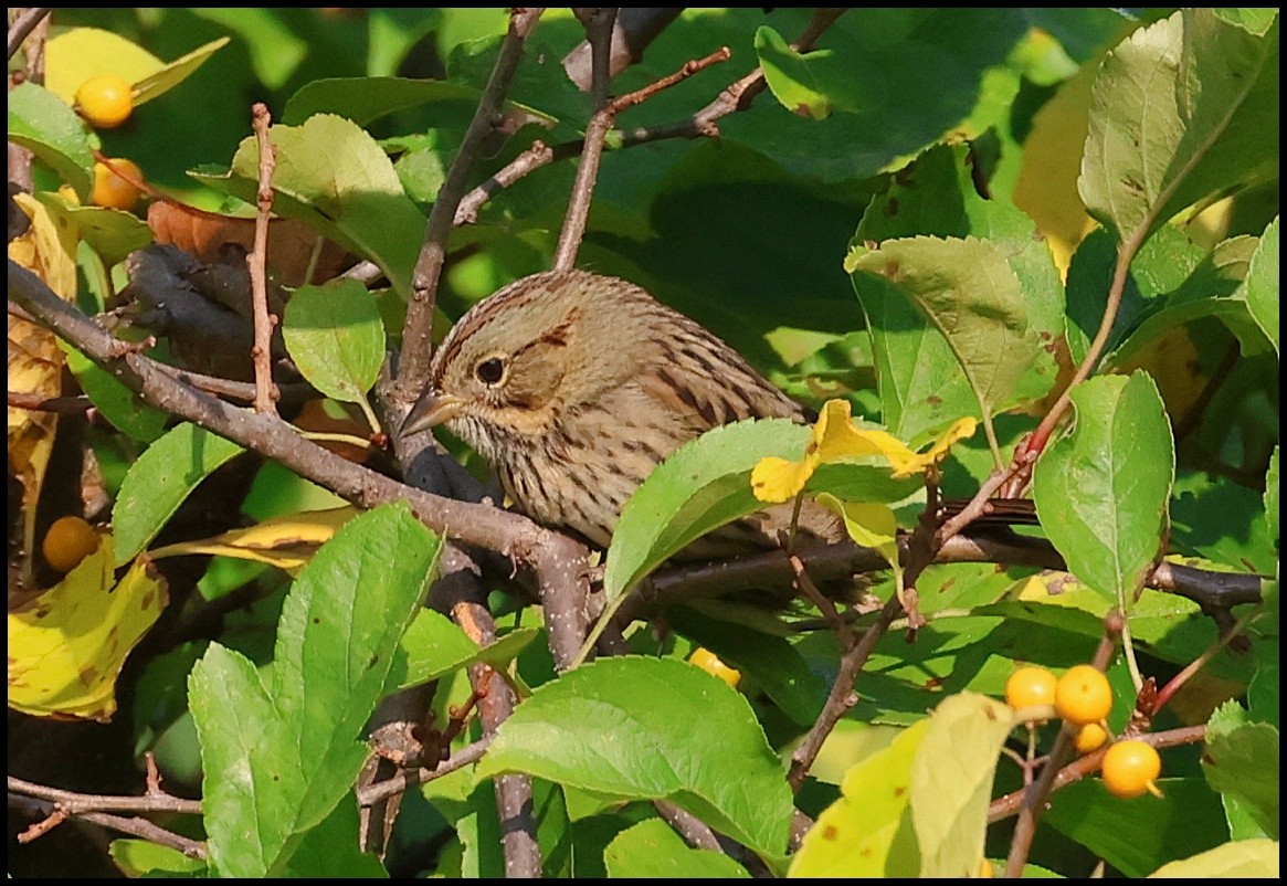 Lincoln's Sparrow - ML609128180