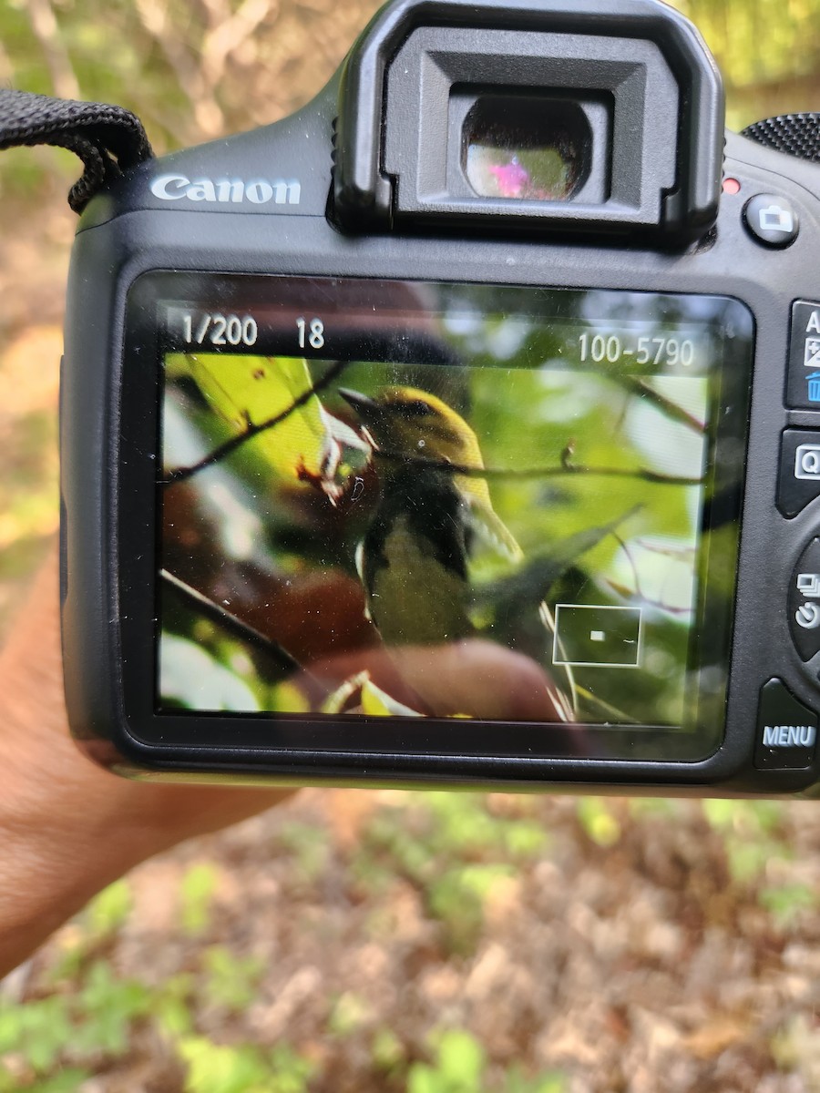 Black-throated Green Warbler - ML609128250