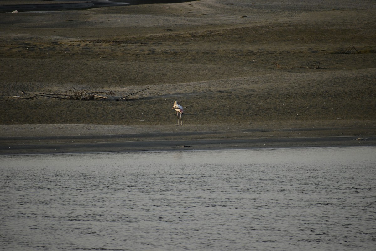 beltestork - ML609128282