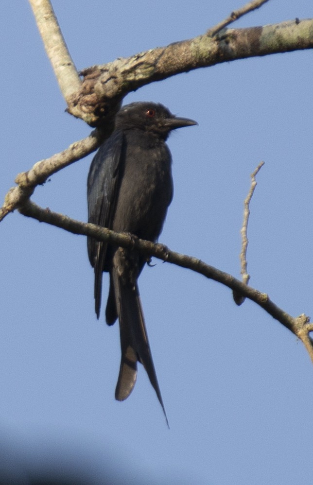 drongo kouřový - ML609128327