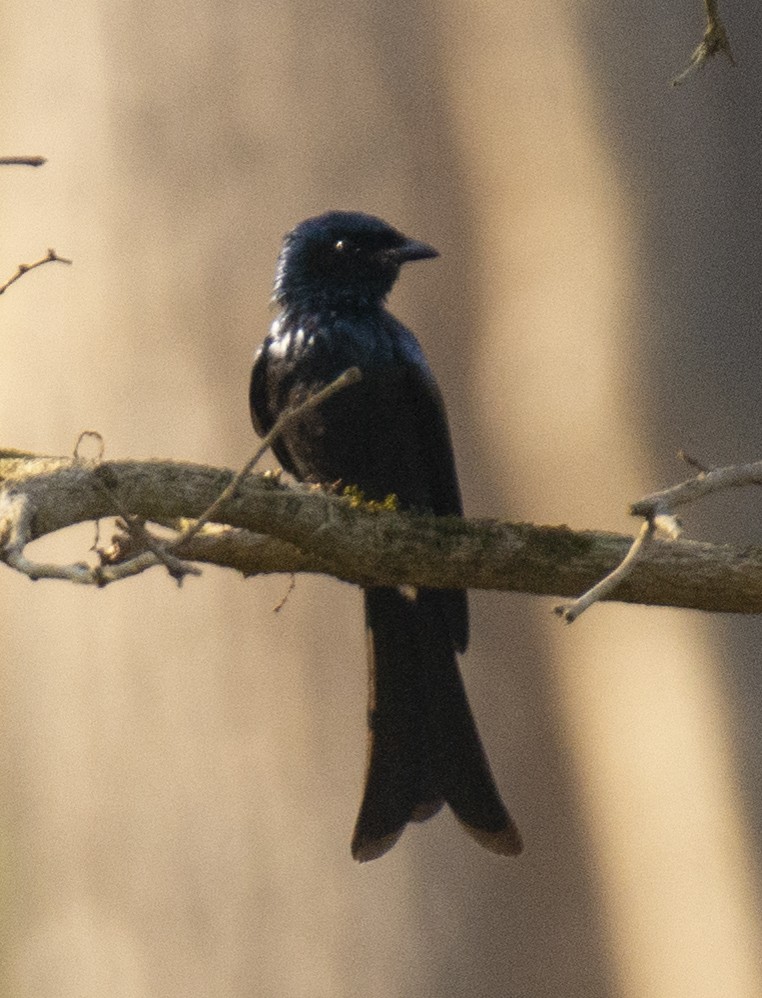 Drongo bronzé - ML609128332