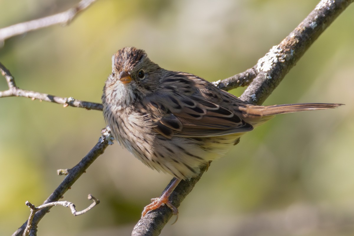 Lincoln's Sparrow - ML609128554