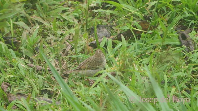 Yellow-browed Sparrow - ML609128620