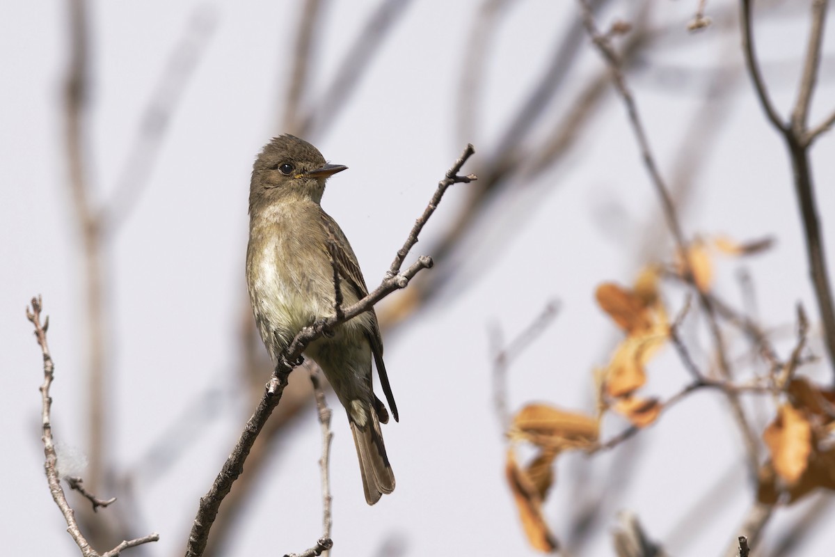 Olive-sided Flycatcher - ML609128638