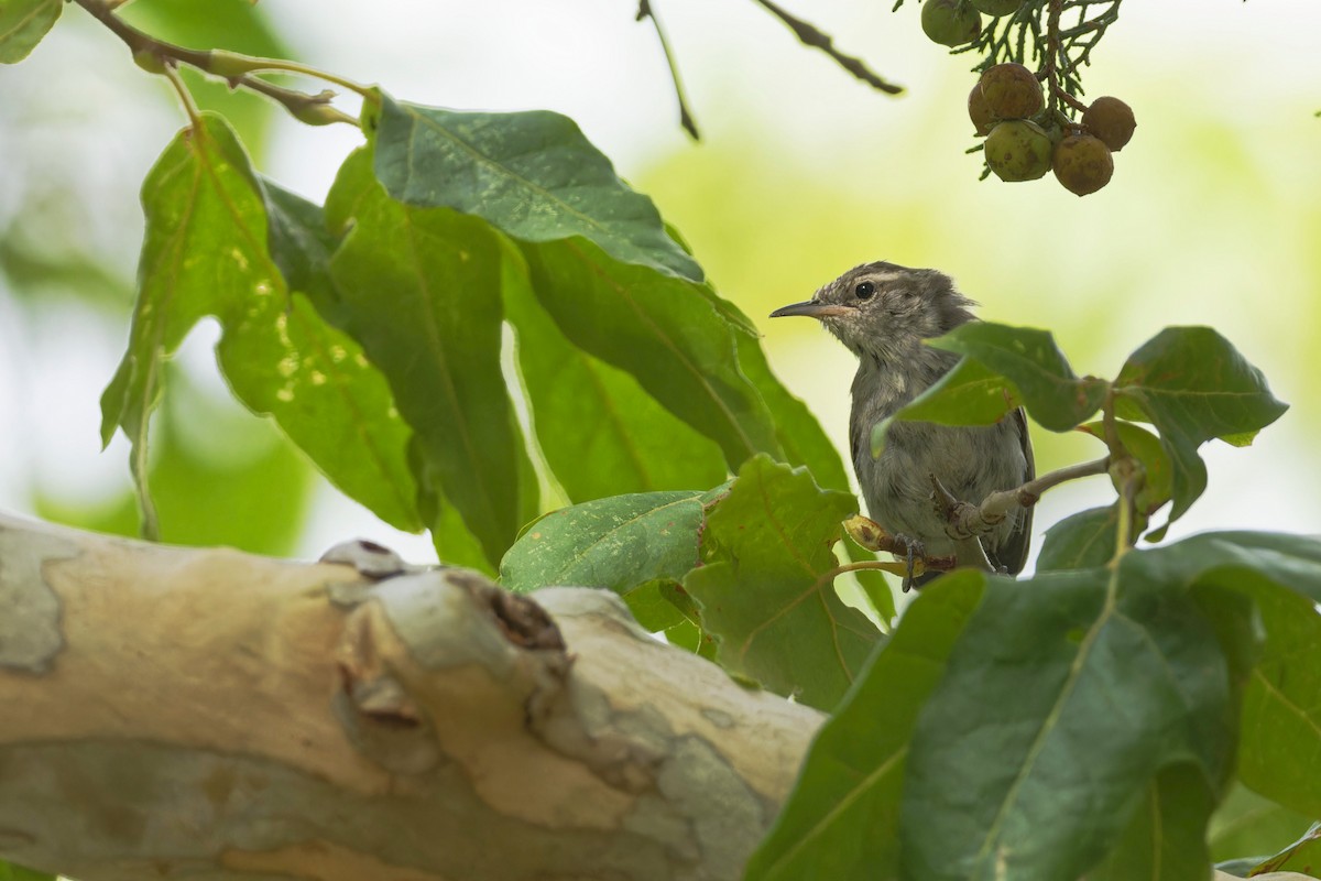 Bewick's Wren - ML609128645