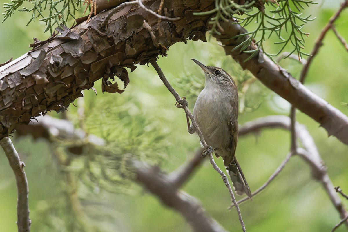 Bewick's Wren - Anonymous