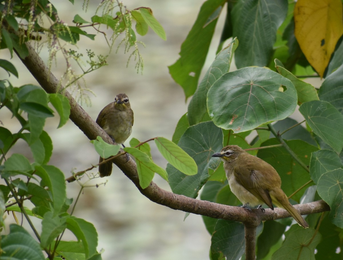White-browed Bulbul - ML609128669