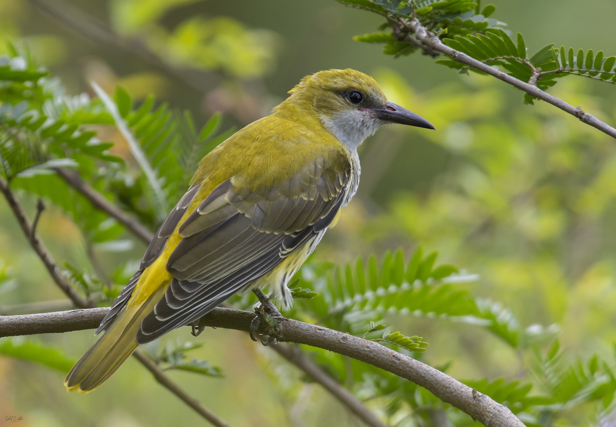 Indian Golden Oriole - ML609128676
