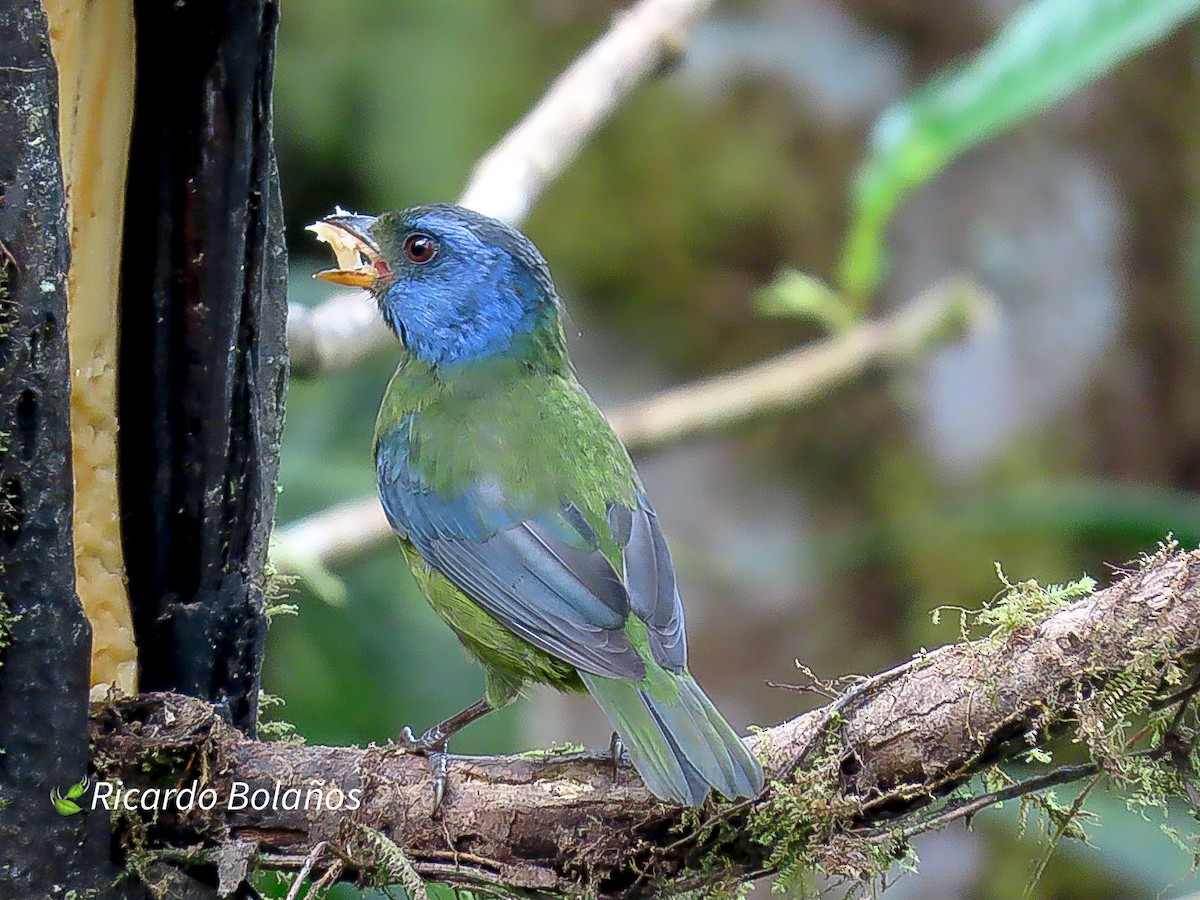 Moss-backed Tanager - ML609128747