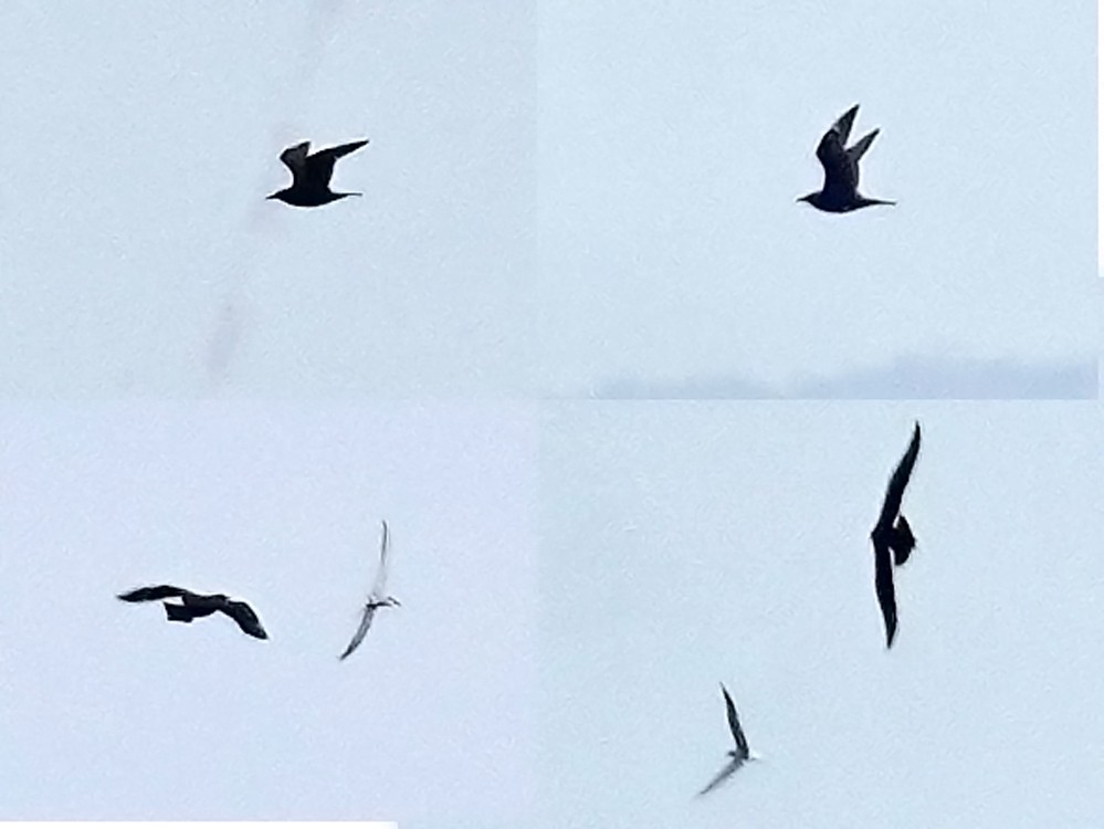 Pomarine Jaeger - toshiaki sasama