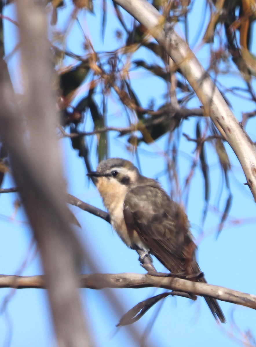 Black-eared Cuckoo - ML609128983