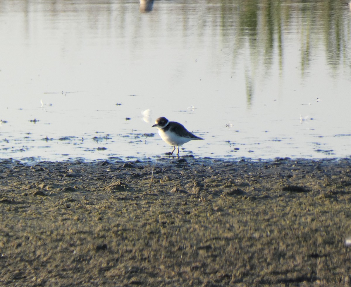 Semipalmated Plover - ML609129143