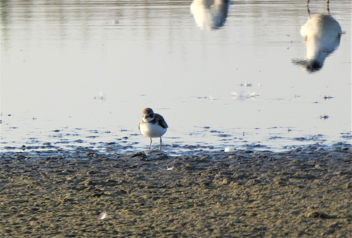 Semipalmated Plover - ML609129144