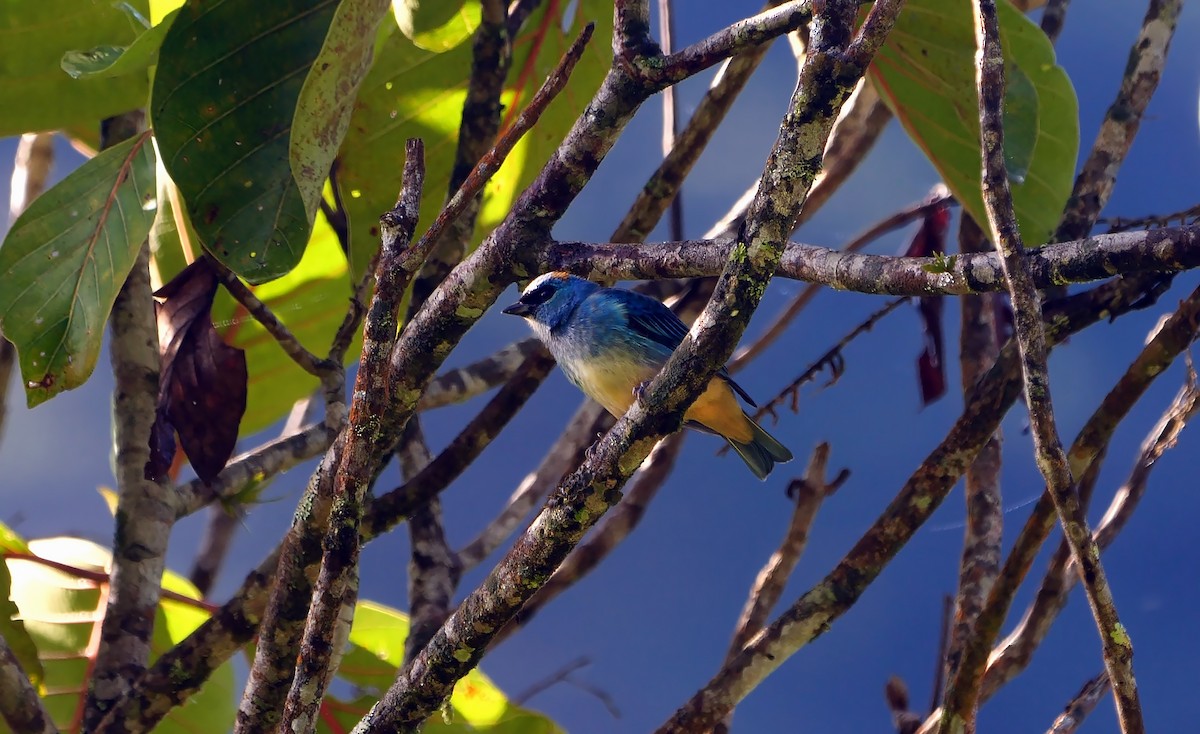 Golden-naped Tanager (Rusty-naped) - ML609129180