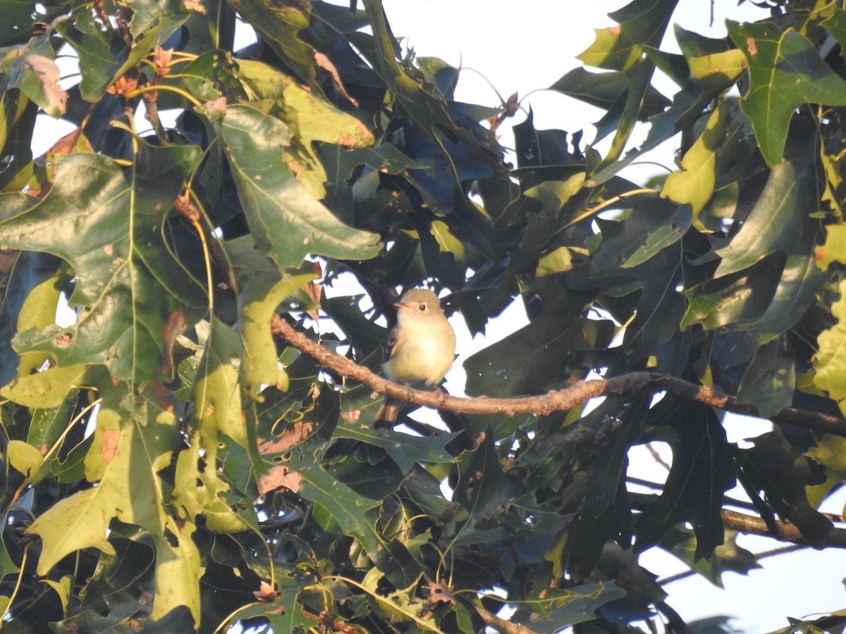 Least Flycatcher - ML609129309